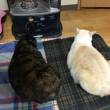 姉ちゃん、雷g痛くないかなぁ？つゆ、大丈夫よ、一緒にパワー送ろうね‼️