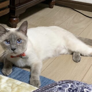 甘えん坊のブルーアイの男の子