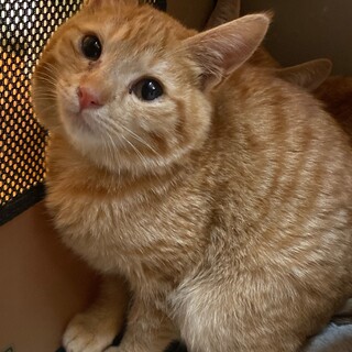 茶トラの女の子　ジョリ