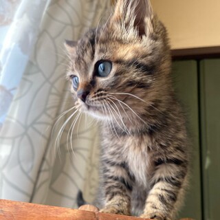 キジトラの女の子　リバ