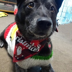 「クリスマスなので」サムネイル2