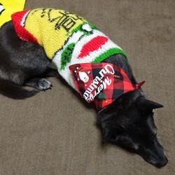 「クリスマスなので」サムネイル3