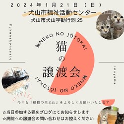猫の譲渡会 @犬山市福祉活動センター