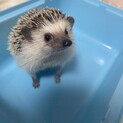ハリネズミ(パイド)男の子 9か月