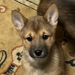 約2ヶ月半の子犬里親緊急募集