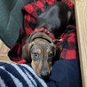 メキシコ生まれ1歳のダックス（スムース）の里親募集 サムネイル2