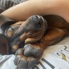 メキシコ生まれ1歳のダックス（スムース）の里親募集 サムネイル3