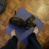 メキシコ生まれ1歳のダックス（スムース）の里親募集 サムネイル4