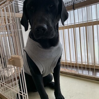 ラブラドール mix