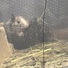 ・らんか・ さん