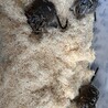 11月3日生まれのデグーちゃん サムネイル2