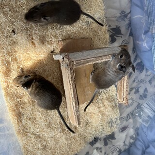 11月3日生まれのデグーくん