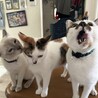 あーろー