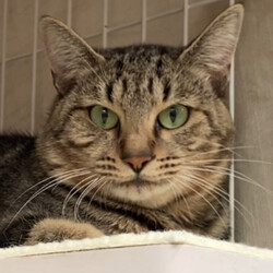 保護猫譲渡会　多摩市 サムネイル2