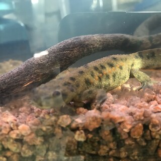 元気で大きいイベリアトゲイモリ 2匹