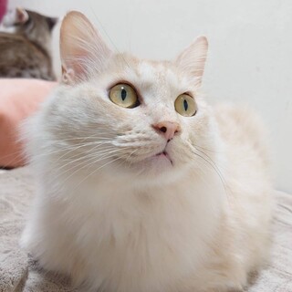 【保健所レスキュー】優しい色合いゴーフルくん