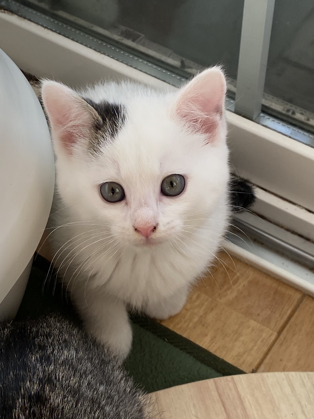 白いふわふわ猫ちゃん☆1」静岡県 - 猫の里親募集(479682) 1枚目の