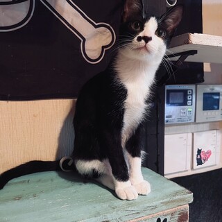ミルクから育てました。ハチワレ子猫