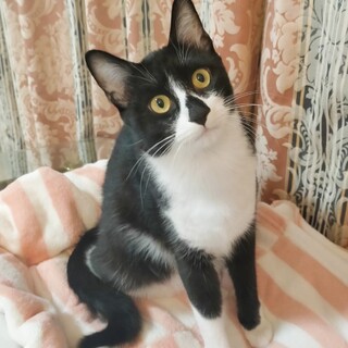 遊ぶの大好き！毛布大好き！穏やかな男の子