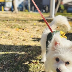 お散歩デビュー