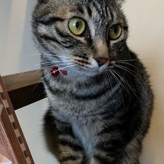 ボブテイルのキジトラの女の子　ジャスミン