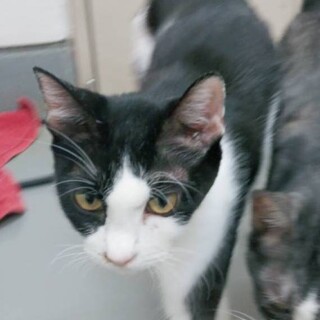 SOS2月下旬期限！ハチワレなれなれ女子❤️そらこ