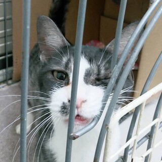 SOS2月下旬期限！薄い黒色なれなれ女子❤️にじこ