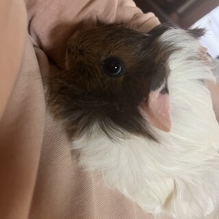 モルモットのオス