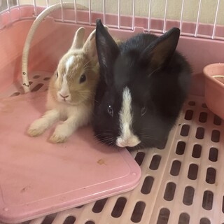 ミニうさぎ 2羽 オスとメス