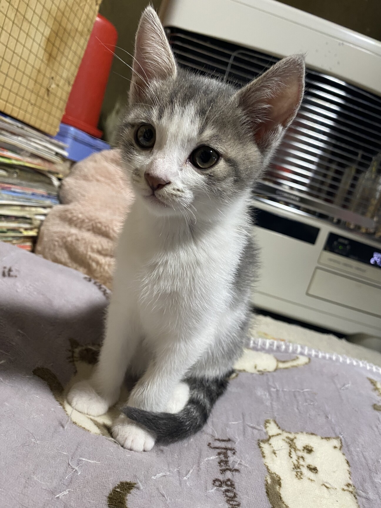 プロフ画像の子猫里親募集中です✨譲渡 里親希望者様にお知らせです🐾】10月16日は譲渡会です🐱 | Cat Space