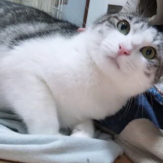 トライアル決定！スリスリゴロゴロ　ヌートバー