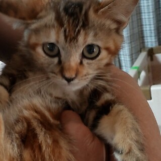 麦わら柄のとく子ちゃんです。