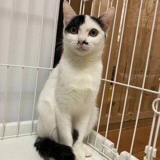 心を許すと甘えん坊でスリゴロ❤︎ミミちゃん