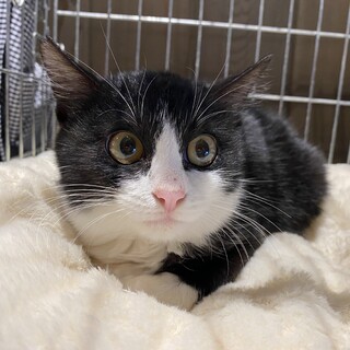 【子猫】ハチワレ甘えんぼう