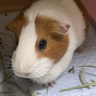 モルモット2歳優しい女の子