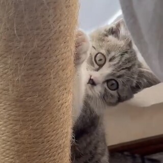 もふもふ甘えん坊のおから君