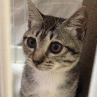 人馴れ抜群  黒ゴマちゃん