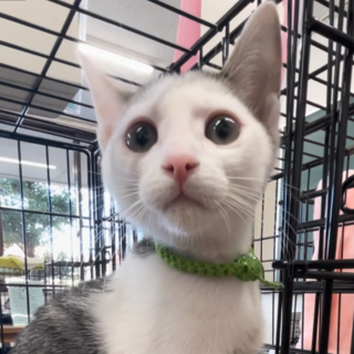 募集停止超可愛いキジ白男子⭐️マリト