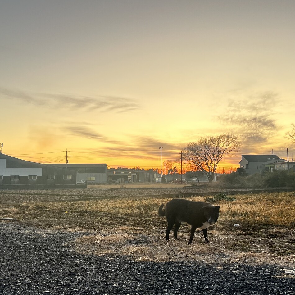 シンバ/simbaのカバー写真