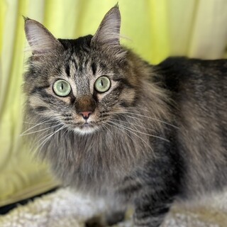 人懐こく甘えん坊キジトラ長毛男子⭐️チー