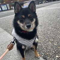 えれ