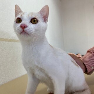 まん丸お目目のイケメン☆タイ君