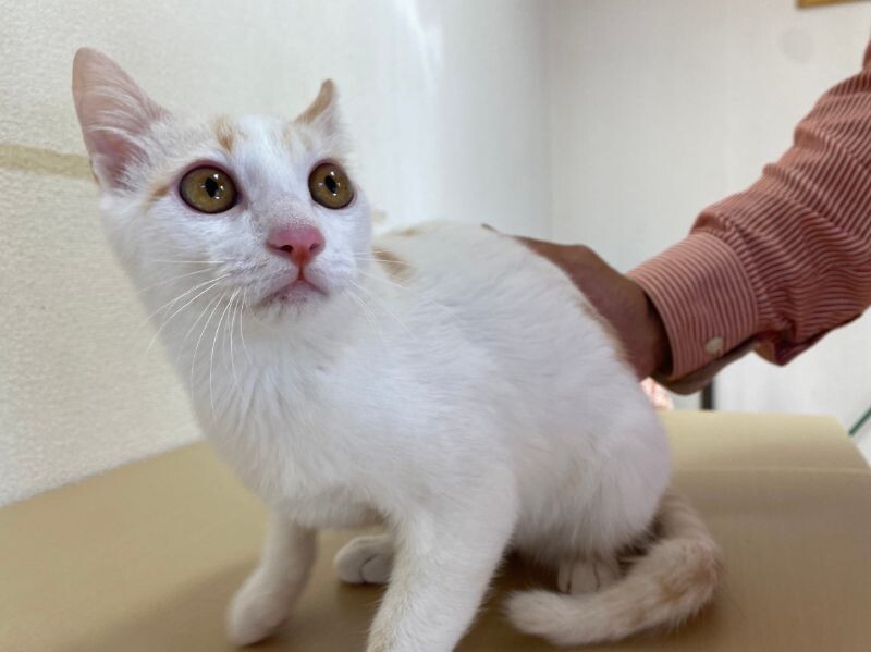 まん丸お目目のイケメン☆タイ君 サムネイル2