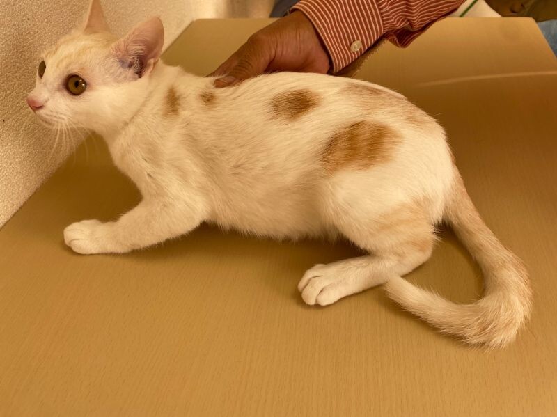 まん丸お目目のイケメン☆タイ君 サムネイル4