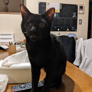 片眼のカノア♂