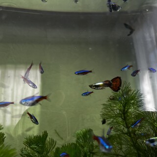 ネオンテトラ・カージナルテトラ・グッピー