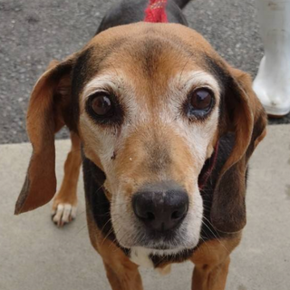 しっとり可愛い、ビーグルのメリーさん。