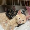 可愛い兄弟の里親募集 サムネイル4