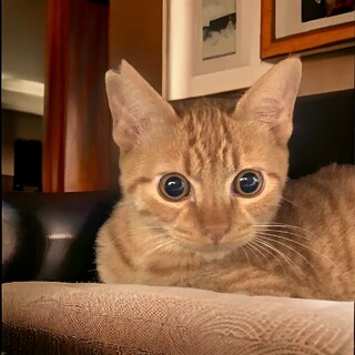 丸顔が可愛い茶トラの男の子　まるちゃん