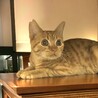 丸顔が可愛い茶トラの男の子　まるちゃん サムネイル4